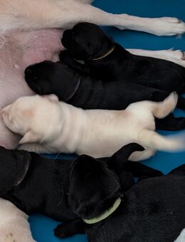 Wunderschöne reinrassige Labrador-Welpen zu verkaufen - Riedenburg