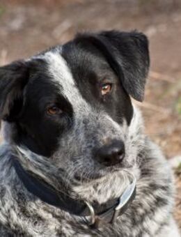 Soziale Syrmo sucht ihr Heim! - Krefeld