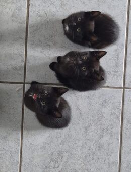Noch 3 süße Babykatzen suchen liebevolles zu Hause - Freystadt