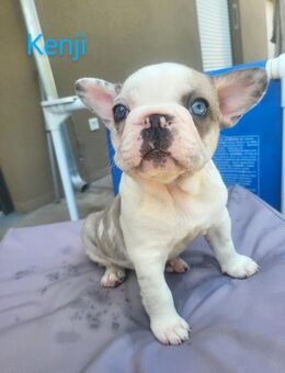 Französische Bulldoggen Welpen zu verkaufen – Bald abgabebereit! Standort: Nürnberg | Ab 1300€ - Nürnberg