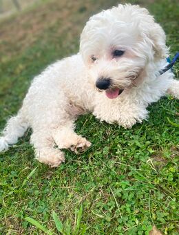 Bichon Frise (nur OHNE Kinder) - Frankfurt (Main) Niederrad