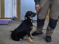 Unsere vier Terriermischlingswelpen Tara, Maggy, Jonny und Willy ca 5 Monate alt und ca 35-45 cm groß - Angern