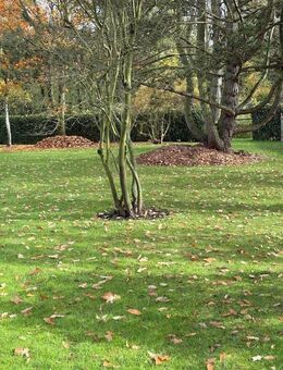 Laub 3m³ abzugeben - Bad Vilbel