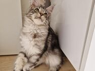 XXL Maine coon kitten black silver tabby & Red silver shaded - Kandel