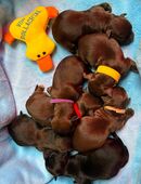 Bolonka zwetna Welpen in 97255