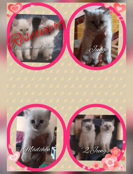 Heilige Birma kitten - Zeulenroda-Triebes