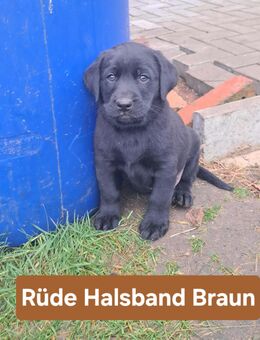 Labrador Welpen suchen zuhause - Jessen (Elster)