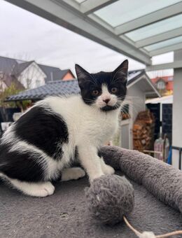 Mischlingskatze Mischlingskitte BKH Mix Mädchen Kitte - Frankenthal (Pfalz)