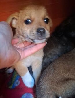 Welpenrüde Oskar-der Entdecker - Rambin