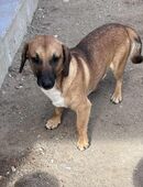 Wunderschöne liebe Hündin in 06774