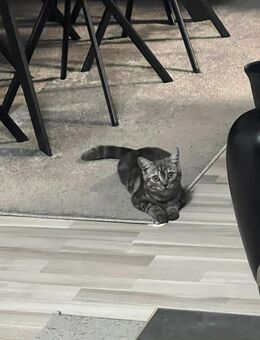 Seltene BKH Tabby „Nazli“ - Hagen (Stadt der FernUniversität)