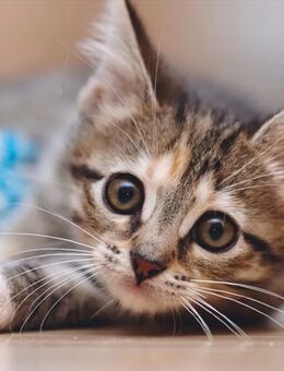 Mädchen Kitten ab zweitem Monat - Nürnberg