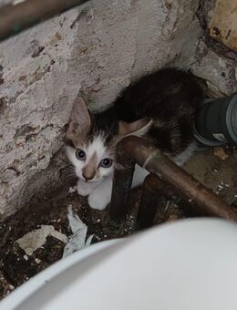 Katzenbaby sucht ein neues Zuhause - Brandenburg (Havel)