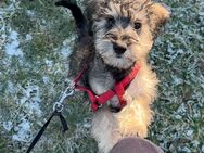 Schnoodle Welpen - Ahrensburg