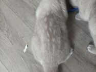 BKH Kitten sucht noch ein zu Hause ab sofort. - Borken (Hessen)