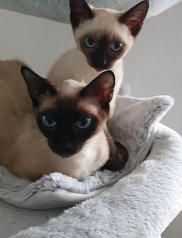 Siam Kitten abgabebereit - Schwalbach