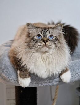 Wunderschöner reinrassiger Heilige Birma Deckkater - Beckum