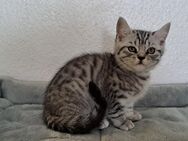 BKH Kitten, Black Silver Tabby/Black Silvester Spotted - Hürth