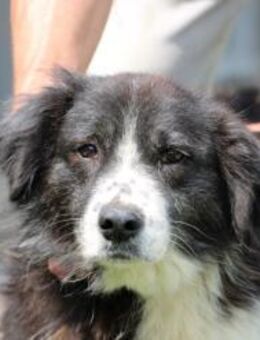 Benjo - ruhig u. sehr liebenswert - Lohra