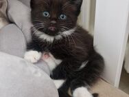 Wunderschöne Maine Coon Mix Kitten - Herne