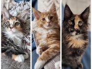 Wunderschöne Maine Coon Kitten - Hamm