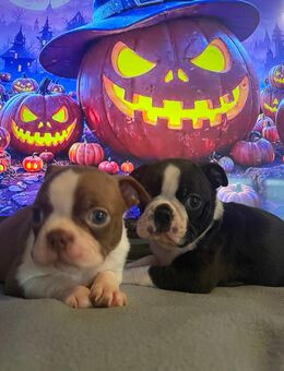 Reinrassige Traum Boston Terrier Welpen dürfen bald ausziehen ! - Aachen Zentrum