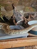 Königspythons mit Terrarium in 98527