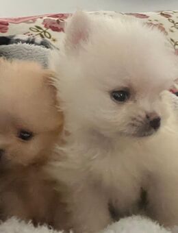 Pomeranian (Zwergspitz) Welpen - Rheinau