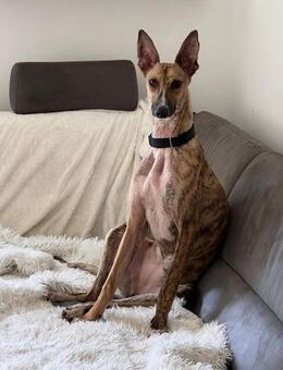 Pandorra -liebevoll, anschmiegsam - in D - Westerholt