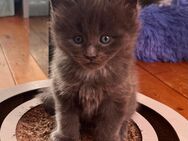 Reinrassige Maine Coon XXL Kitten in Blue-Solide, Black - Smok mit Stammbaum. - Bielefeld