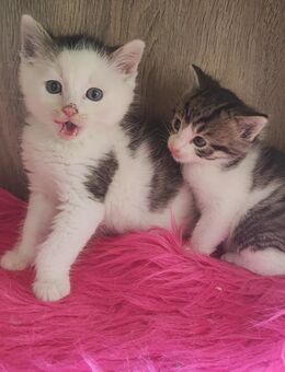 Kitten - Niederwürschnitz