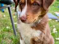 Australian Shepherd braun/ redtri/Minimix reinrassig +Gesundheitszeugnis/Gen -Test - Crivitz