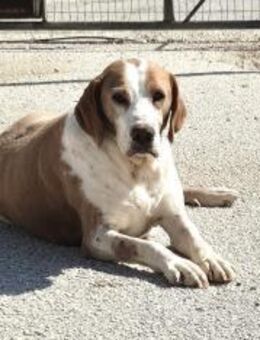 Athena Mix Hündin 8,5 Jahre alt in GR - Reutlingen