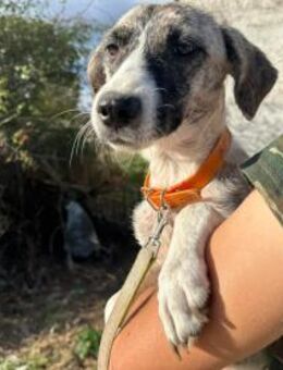 Lili sucht ihr Für-immer-Zuhause! - Eixen