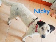 Nicky Traumhund sucht Kissen 01/19 ESP - Ruppertsecken