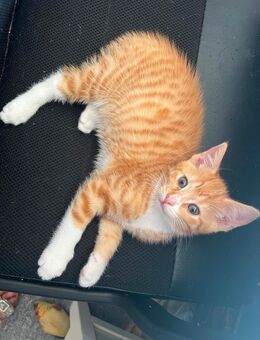 Rot Weiß Kater Türkisch Angora Mischling - Hamm