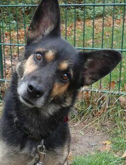 Goofy der charmante kleine Wirbelwind - Schorfheide