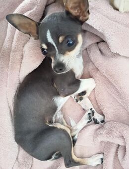 Chihuahua Rüde sucht neues Zuhause ❤️ - Germering Zentrum
