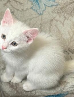 BKH-Angora Mix Kitten Weiß - Wehingen