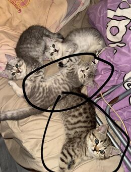 BKH KITTEN - Berlin Charlottenburg-Wilmersdorf