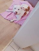 Old Bulldogge Mischling Bella in 97996