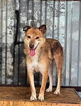 Sam, freundlich, vorsichtig und unsicher - Bonndorf (Schwarzwald)