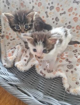 2 Mainecoon Kitten Typ Tabby - Langenhagen