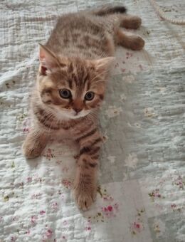Bkh kitten reinrassige Mädchen - Siegen (Universitätsstadt)