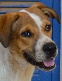 Großer, toller Hundejunge Spartis - Mettmann