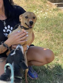 Sozialer kleiner sanfter EDDIE sucht ♥️ - München
