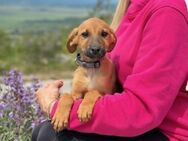 Fridtjof der kleine Wirbelwind 🐕🍃 - München
