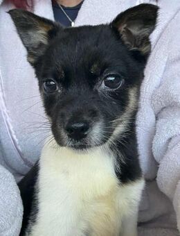 Vera sucht ein Zuhause - Linden (Hessen)