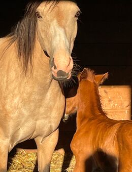 Wegen Zuchtaufgabe Deutsches Reitpony - Bitburg