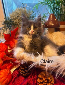 Maine Coon Kitten - Laudenbach (Bayern)